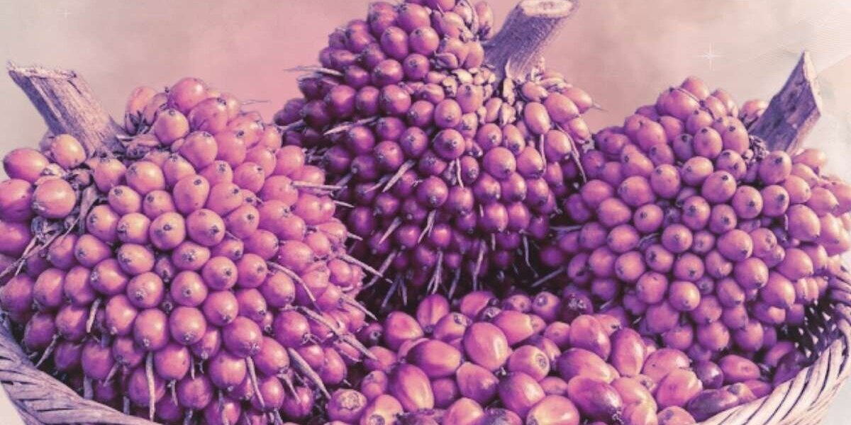 L'huile de batana pour la pousse : top 10 des conseils