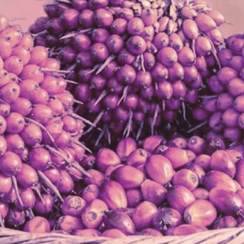 L'huile de batana pour la pousse : top 10 des conseils