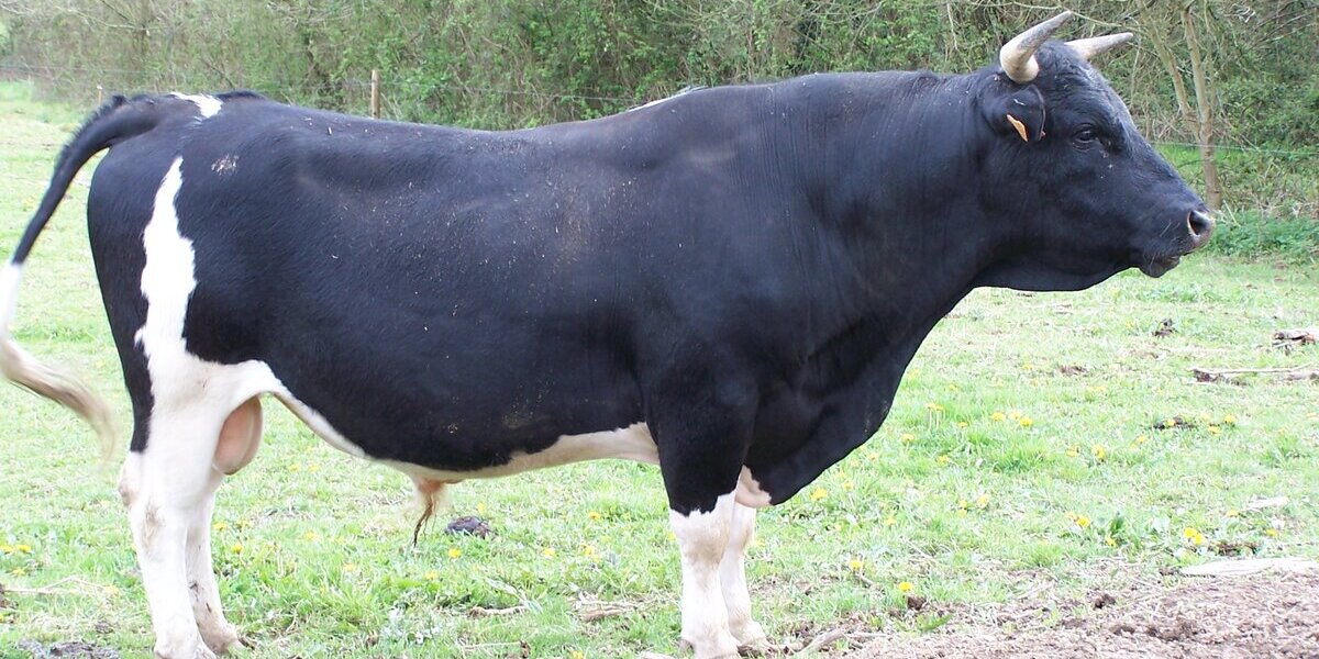 Sperme de taureau : le nouveau traitement de choc pour les cheveux ?